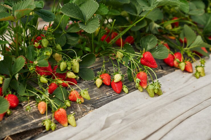 tanaman strawberry adalah salah satu contoh tumbuhan dikotil