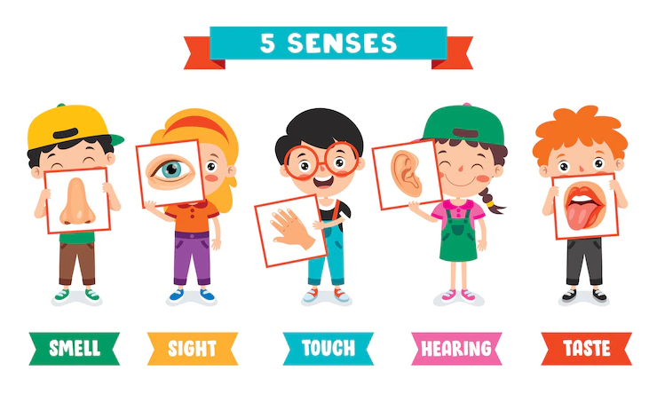 Read more about the article Getting to Know the Five Senses and How They Work